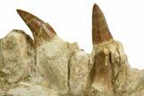 Mosasaur (Hainosaurus) Jaw with Seven Teeth - Morocco #344926-2